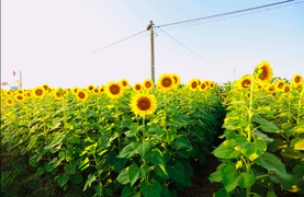 Vườn hoa hướng dương nổ rộ đầu năm, người dân đổ xô về chụp ảnh