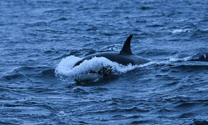 Google dùng trí tuệ nhân tạo bảo vệ cá voi trước nguy cơ tuyệt chủng