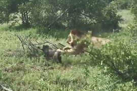 Video: Sư tử đực hành hạ lợn rừng con