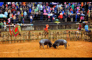 Bộ VHTTDL: Có thể sẽ tạm ngừng tổ chức lễ hội vì dịch virus corona