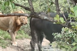 Video: Tập kích bất ngờ, sư tử đực vẫn ‘chào thua’ trâu rừng