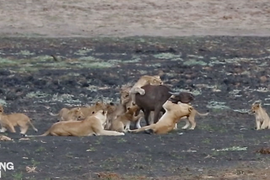 Video: Bầy sư tử ‘hành hạ’ trâu rừng dã man để dạy con cách săn mồi