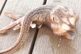 Hoảng hồn khi tình cờ câu được cá quái dị như sinh vật ngoài hành tinh