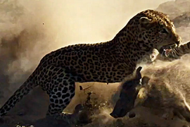 Báo hoa mai ra đòn bất ngờ, đoạt mạng lợn bướu trong chớp mắt