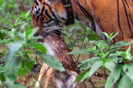 Video: Hổ dữ săn hươu mẹ nhưng lại bắt được hươu con