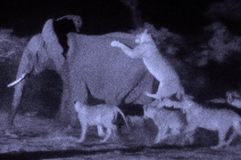 Video: Voi rừng chết thảm sau cuộc ác chiến trong đêm với bầy sư tử