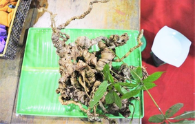 'Hút' hơn 1.300 lượt khách, chợ sâm Ngọc Linh thu về 2,7 tỷ đồng