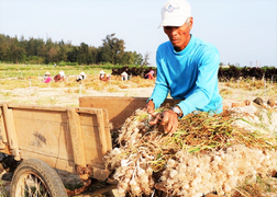 Facebooker nổi tiếng Lương Hoàng Anh đưa tin sai sự thật về tỏi Lý Sơn