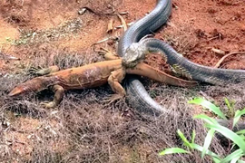 Video: Rơi vào tầm ngắm của hổ mang chúa, kỳ đà bất lực chịu chết