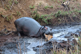 Video: Hà mã ‘nổi điên’ hạ sát linh dương, dâng tận miệng chó hoang