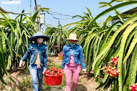 Đại dịch corona: Thách thức để nông sản Việt tự 'tìm đường', không còn 'bấu víu' vào Trung Quốc