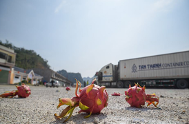 Nông sản ùn ứ vì dịch corona, doanh nghiệp logistics chung tay ‘giải cứu’