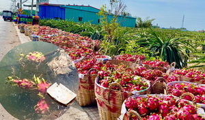 Dịch corona: Thanh long rụng đầy vườn, nông dân ngậm ngùi đổ cho cá ăn 