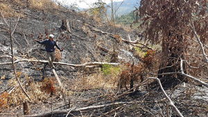 Rừng Đắk Lắk liên tục bị tàn phá sau Tết
