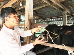 Dịch lở mồm long móng bùng phát, 1.600 trâu bò ở Quảng Ngãi mắc bệnh