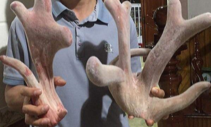 Nhung hươu tăng giá, dân Hà Tĩnh thu lãi hàng trăm triệu đồng