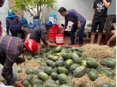 Mua dưa hấu giúp nông dân Gia Lai rồi phát miễn phí 