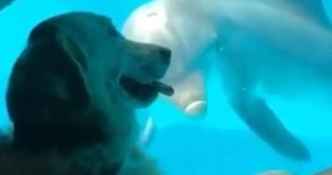 Video: Đi chơi thuỷ cung, chú chó được cá heo 'bắt chuyện' làm quen