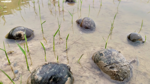 Ốc bươu vàng bùng phát trên các cánh đồng, nông dân Hà Tĩnh điêu đứng