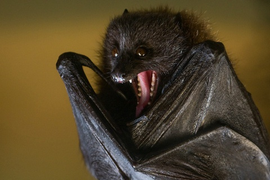 Video: Vì sao dơi là loài mang nhiều mầm bệnh nguy hiểm nhất?
