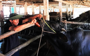 Ngăn dịch lở mồm long móng, Quảng Ngãi phun 7.000 lít hóa chất khử trùng