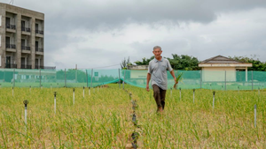 Tỏi Lý Sơn ra sao sau khi facebooker Lương Hoàng Anh tung tin đảo nhiễm thuốc trừ sâu?