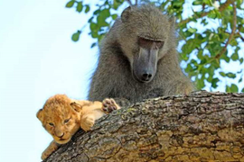 Video: Khỉ đầu chó 'trộm’ sư tử con về chăm sóc như con đẻ