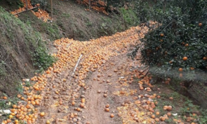 Hơn 8.000 tấn cam sành tại Hà Giang bị rụng