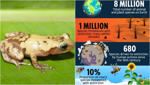 Trái Đất sẽ mất 1/3 các loài động vật và thực vật trong 50 năm nữa?