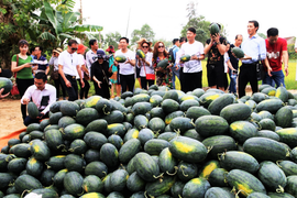 Gần 22 nghìn tấn dưa hấu sắp thu hoạch, Quảng Ngãi chưa biết bán cho ai