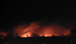 Cháy rừng ở Bình Thuận: Chính quyền thông tin mới nhất