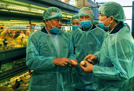 Thêm ba ổ dịch cúm gia cầm mới