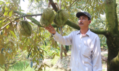 Hạn mặn khốc liệt, nhà vườn miền Tây thuê sà lan chở nước ngọt cứu sầu riêng