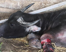 Kẻ xấu đặt hơn 300 chiếc bẫy, xẻ thịt trâu bò ngay trong khu bảo tồn ở Hà Tĩnh