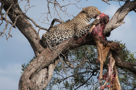 Video: Giành mồi của đồng loại, báo hoa mai phải trả giá đắt