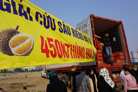 Người Hà Nội chen nhau 'giải cứu' sầu riêng 