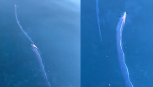 Video: Cá 'động đất' xuất hiện tại Nhật