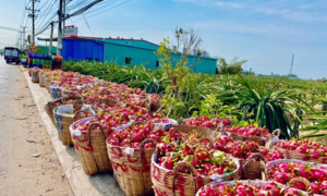 Giải cứu nông sản: 'Chỉ nên là giải pháp ngắn hạn'