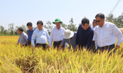 Hạn mặn khốc liệt ở ĐBSCL: Lúa thiệt hại ít, cây ăn trái chưa bị ảnh hưởng
