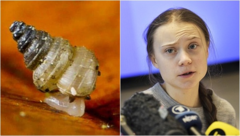 Loài ốc sên siêu nhỏ mới phát hiện được đặt tên theo Greta Thunberg