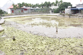 'Chưa kết luận 13 cọc gỗ thuộc trận Bạch Đằng nào'