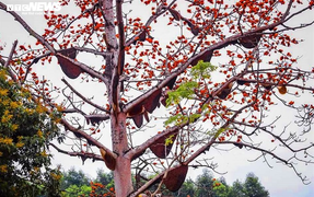 Độc đáo cây hoa gạo 'cõng' 30 tổ ong rừng ở miền Tây xứ Nghệ