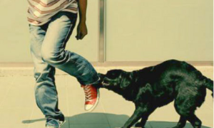 Người đàn ông thiệt mạng do chó dại cắn 