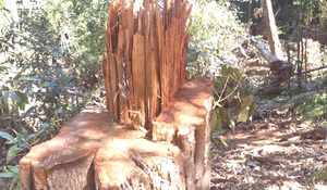 Cận cảnh bãi khai thác gỗ trái phép ở Kon Tum