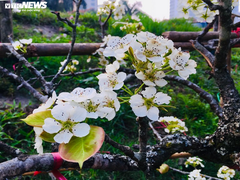 Hoa lê rừng Tây Bắc khoe sắc trắng tinh khôi giữa Thủ đô