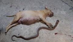 Chó pitbull trung thành đang mang bầu bị rắn hổ mang cắn chết