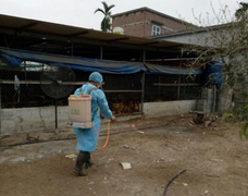 Phát hiện ổ dịch cúm A/H5N6 đầu tiên ở Hải Phòng, đàn vịt gần 4.000 con phải tiêu hủy