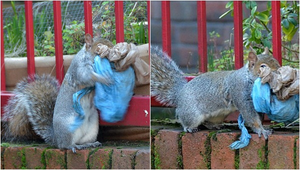 Sóc xây tổ bằng túi nilon