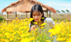 Cánh đồng hoa cánh bướm vàng rực bên dòng sông Đắk Bla 