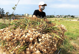Tỏi Lý Sơn rớt giá, nông dân lo lắng